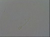 Ramazzottius oberhaeuseri image