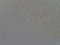 Ramazzottius oberhaeuseri image