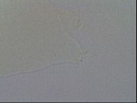 Ramazzottius oberhaeuseri image