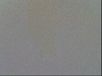 Ramazzottius oberhaeuseri image