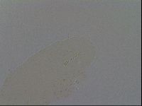 Ramazzottius oberhaeuseri image