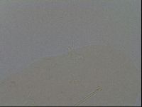 Ramazzottius oberhaeuseri image