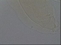Ramazzottius oberhaeuseri image