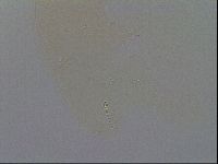 Ramazzottius oberhaeuseri image