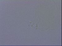 Ramazzottius oberhaeuseri image