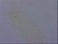 Ramazzottius oberhaeuseri image