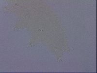 Ramazzottius oberhaeuseri image