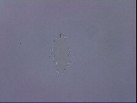 Ramazzottius oberhaeuseri image