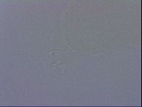 Ramazzottius oberhaeuseri image