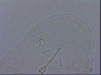 Ramazzottius oberhaeuseri image