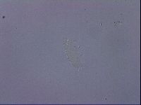 Ramazzottius oberhaeuseri image