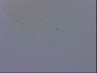 Ramazzottius oberhaeuseri image