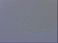 Ramazzottius oberhaeuseri image