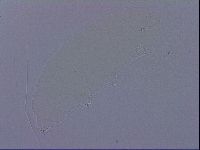 Ramazzottius oberhaeuseri image