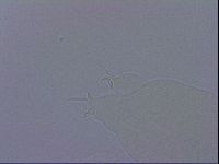 Ramazzottius oberhaeuseri image