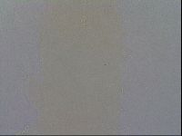 Ramazzottius oberhaeuseri image
