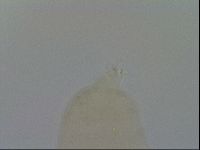 Ramazzottius oberhaeuseri image