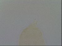 Ramazzottius oberhaeuseri image