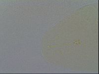 Ramazzottius oberhaeuseri image