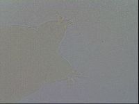 Ramazzottius oberhaeuseri image