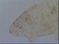 Platicrista angustata image