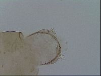 Platicrista angustata image