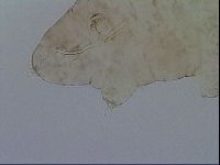 Platicrista angustata image