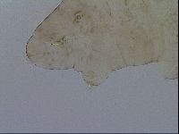 Platicrista angustata image