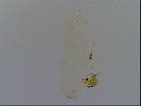 Adropion prorsirostre image