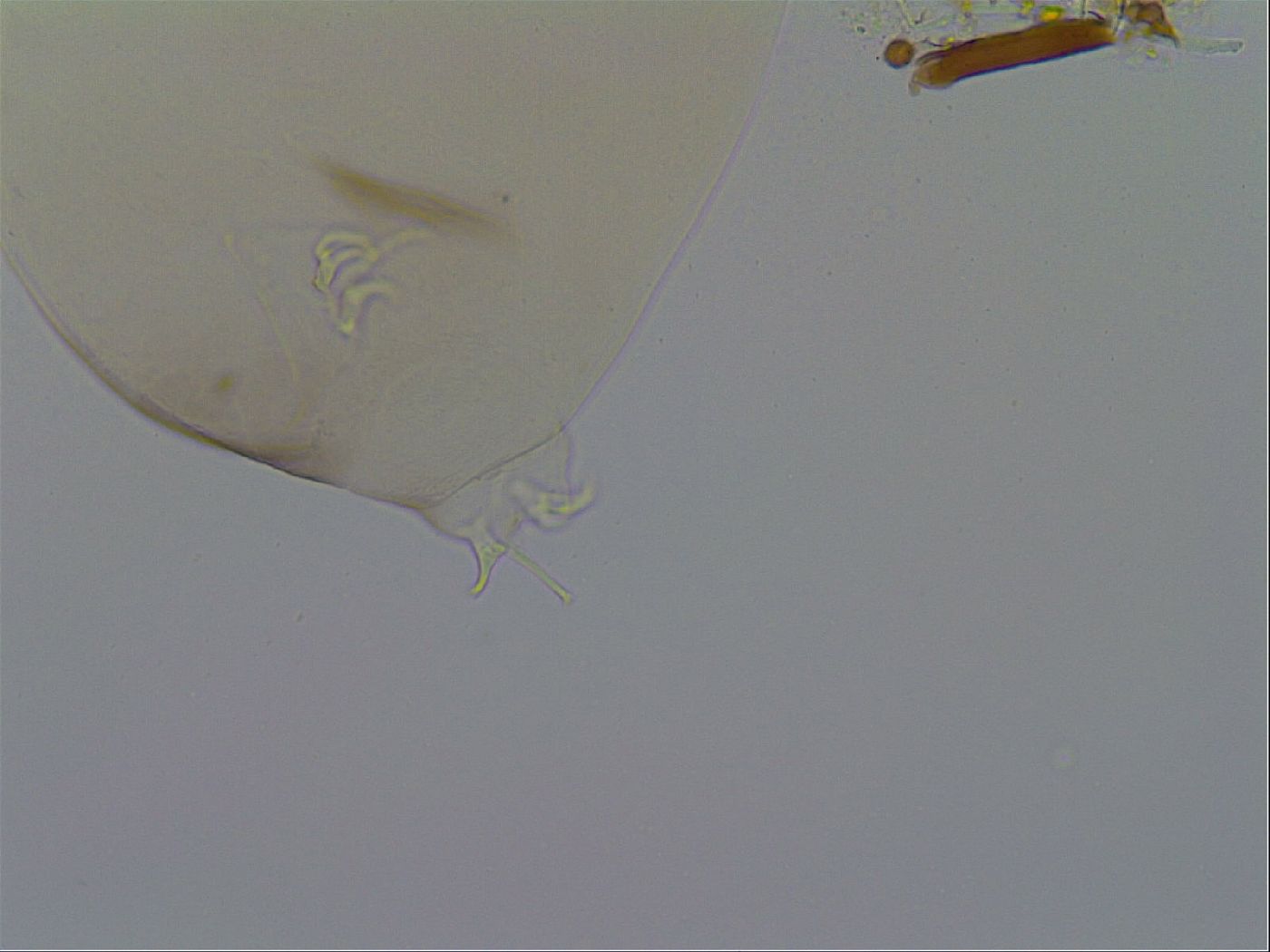Adropion prorsirostre image