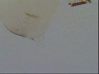 Adropion prorsirostre image