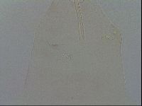 Adropion prorsirostre image