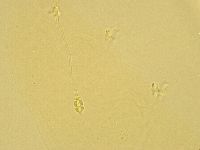 Pilatobius oculatus image