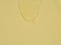 Pilatobius oculatus image