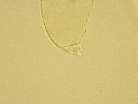 Pilatobius oculatus image