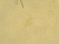 Pilatobius oculatus image