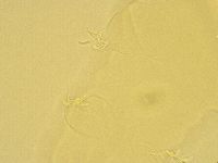 Pilatobius oculatus image