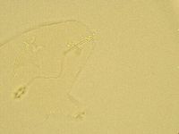 Pilatobius oculatus image