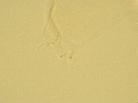 Pilatobius oculatus image