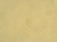 Pilatobius oculatus image