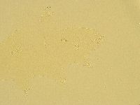Pilatobius oculatus image