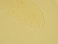 Pilatobius oculatus image