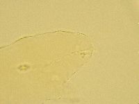 Pilatobius oculatus alpinus image