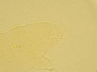Pilatobius oculatus image