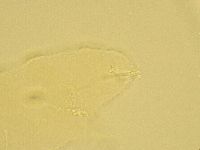 Pilatobius oculatus alpinus image