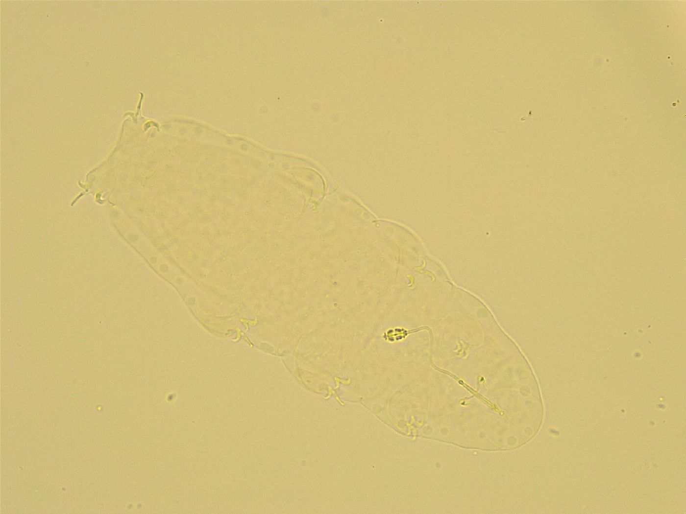 Pilatobius oculatus image