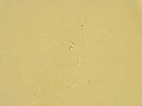 Pilatobius oculatus alpinus image