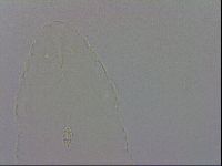 Pilatobius oculatus alpinus image