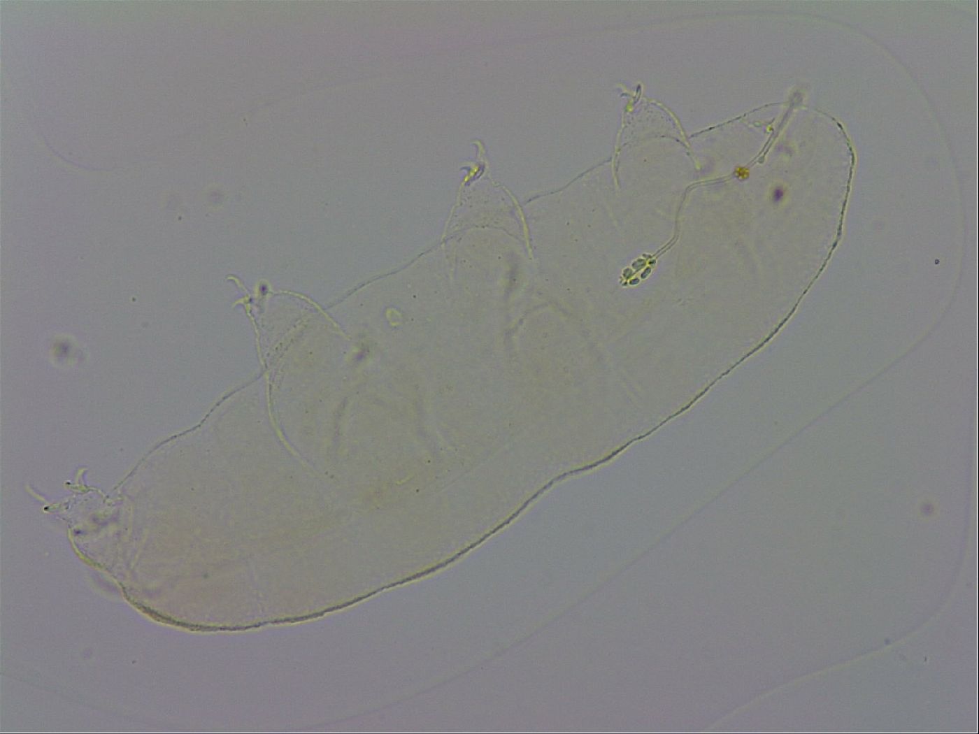 Pilatobius oculatus image
