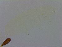 Pilatobius oculatus image